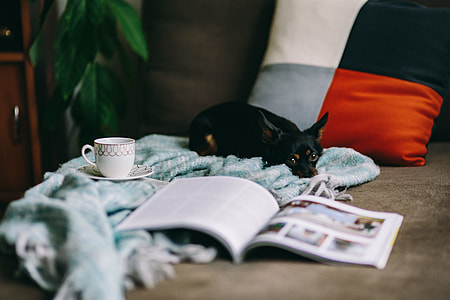 Resting with magazine and cute puppy