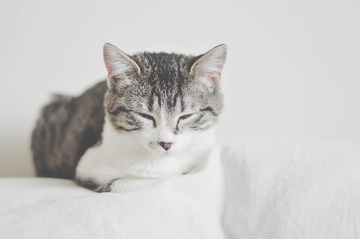 Royalty Free Photo Silver Tabby Cat Lying On White Surface