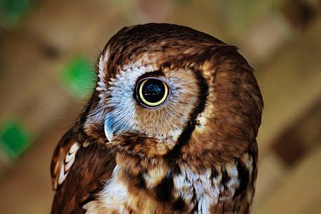 selective focus photography of brown owl
