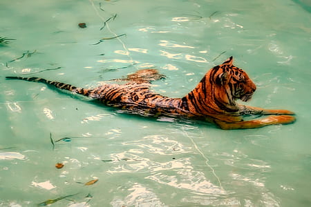 tiger on body of water