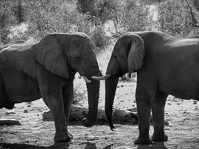 Grey Scale Photograph of Two Elephant