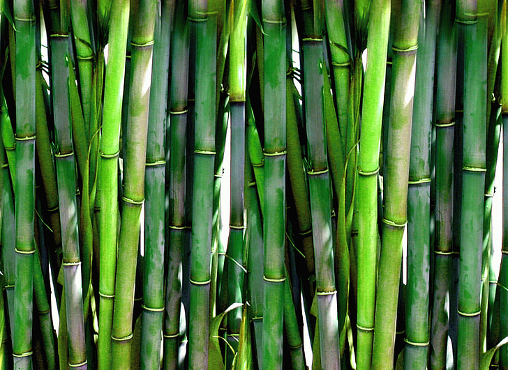 green bamboos