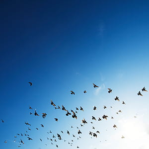 flock of bird flying mid air