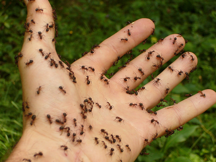 fire ants lot on person's hand