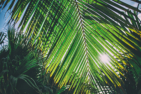 A sunlit palm leaf from a Caribbean beach in Cuba