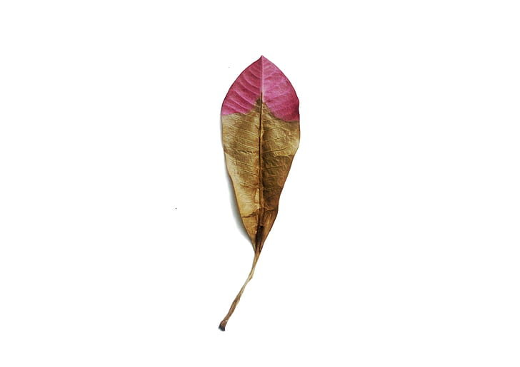 brown and pink dried leaf on white surface