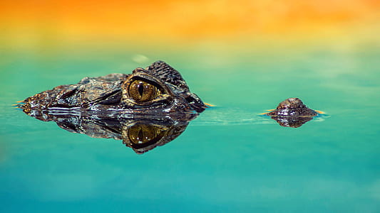 alligator in body of water