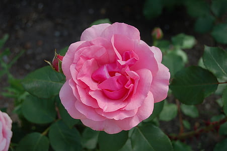 closeup photography of pink rose