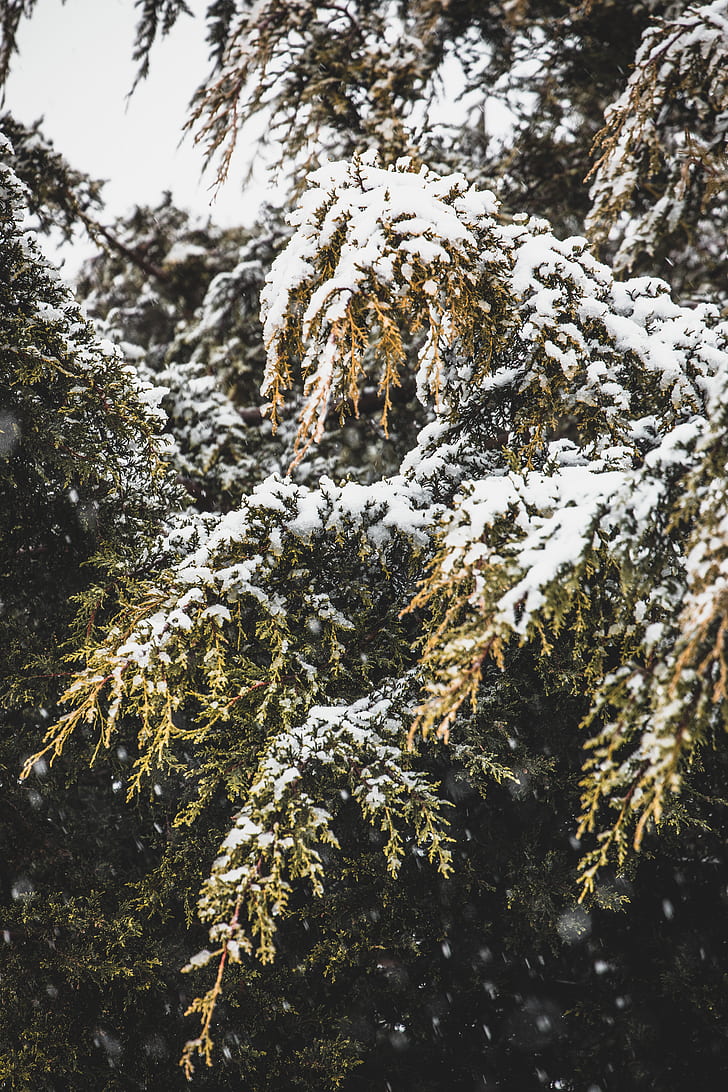 green pine trees covered of snow
