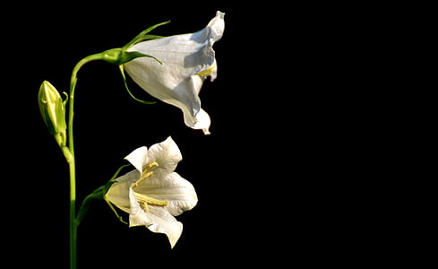 photo of two white petaled flowers