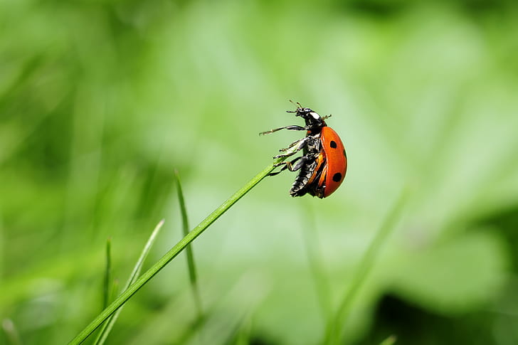 Orange Ladybug on Green Plant