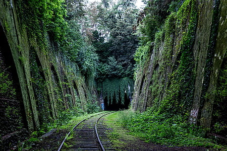 railway surrounded by trees and leaf