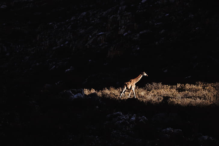 giraffe walking near mountain
