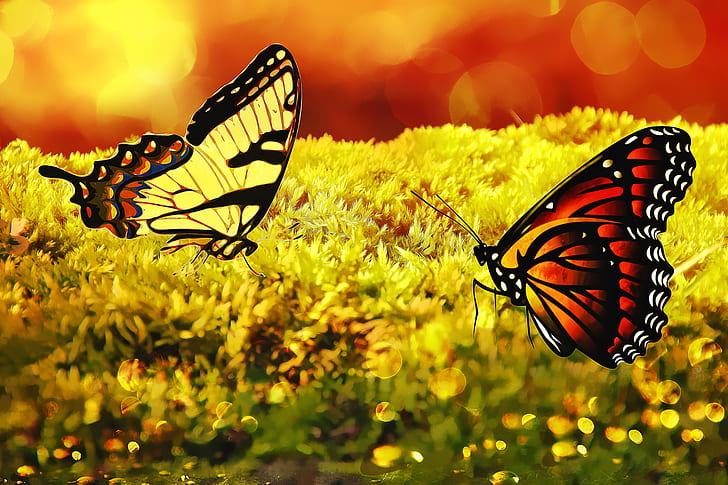 two yellow and brown butterflies