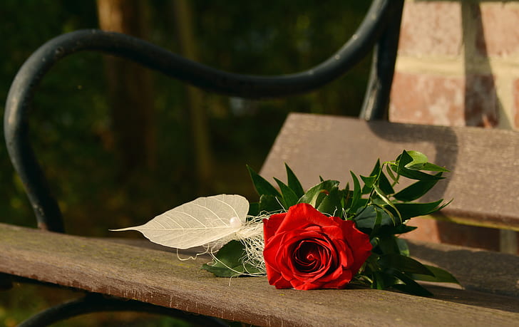 red rose on brown and black park bench