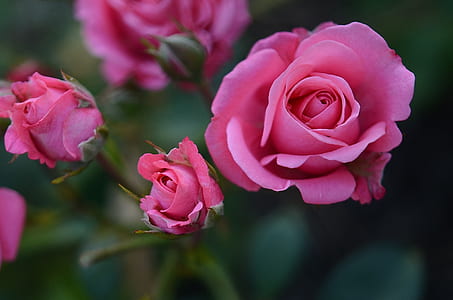 pink Rose flower
