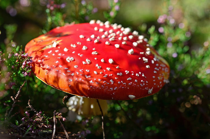 selective focus photography of red mushroom