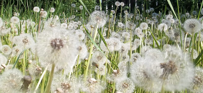 bed of white dandelions