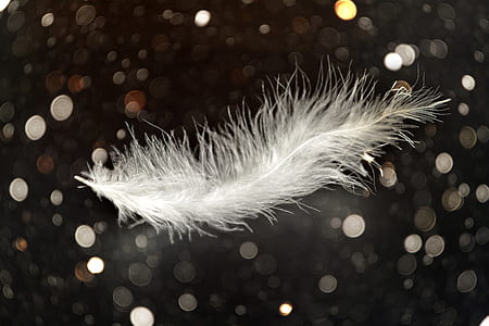 white animal feather