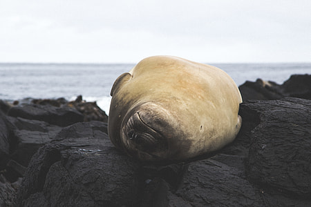 closeup photo of yellow seal near blue sea during daytime