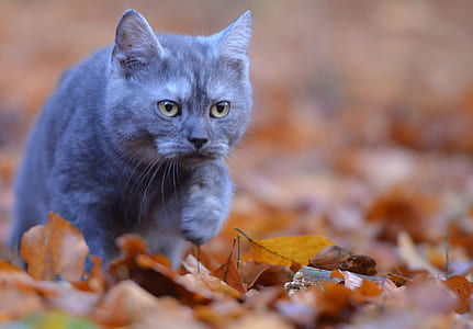 selective focus photography of Russian blue cat