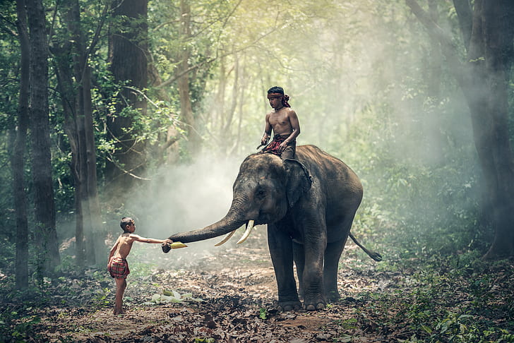 topless man riding on elephant in front topless boy inside green forest during daytime