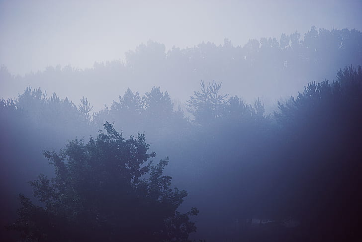 aerial view photography of forest covered by fog