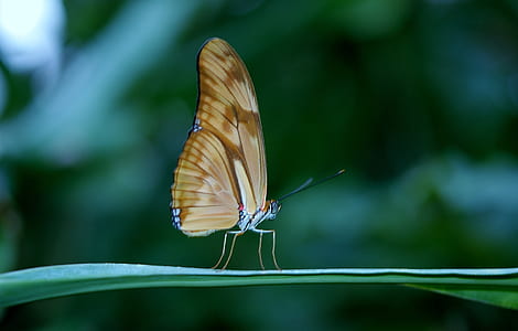 brown butterfly in micro photography