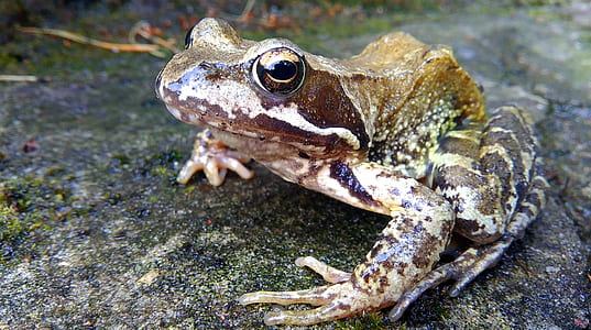 Brown and White Frog in Concrete Pavement