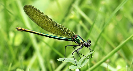 green damselfly perched on green leaf plant closeup photography