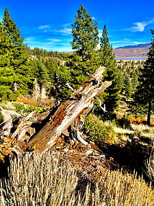 Brown Tree Log Near Pine Tree
