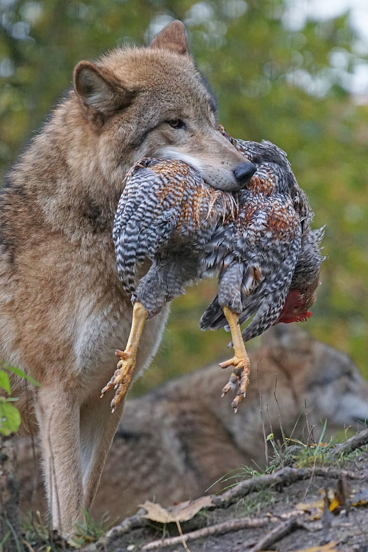wildlife photography of gray wolf carrying chicken on his mouth