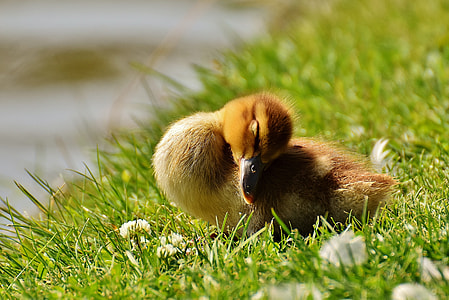yellow and brown duckling on green grass