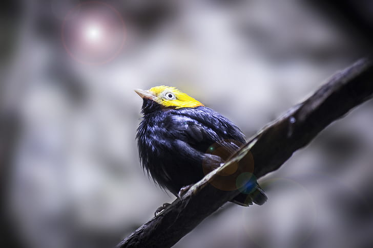 Yellow Head Black Short Beaked Bird