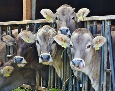 photo of herd of cows