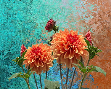 orange and red flowers