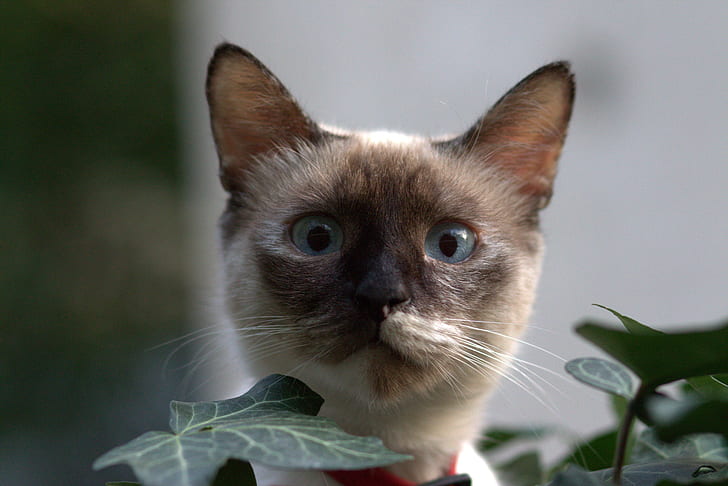 selective focus photography of Siamese cat