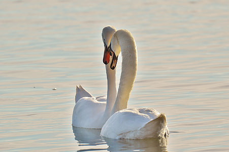 selective focus photograph of two swans