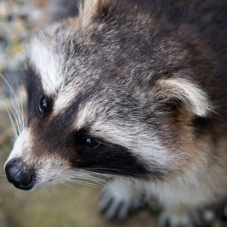 white and black raccoon close-up photo