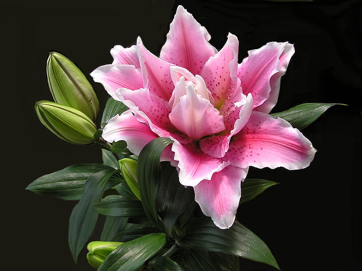 pink petaled flower close-up photo