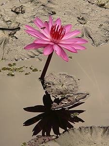 pink lotus flower reflecting shadow on water
