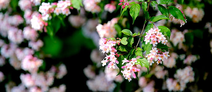 White and Pink Flower