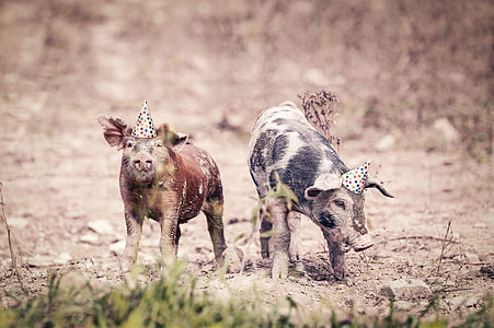 two pigs on field with party hats