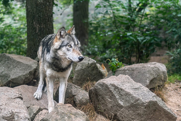 wolf near rocks