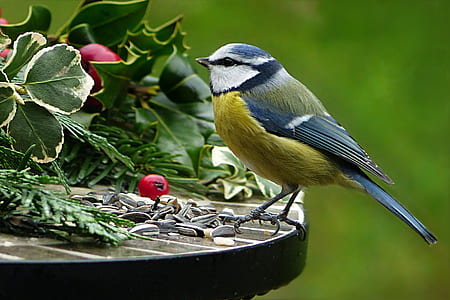shallow focus photography of yellow and blue bird perched on table