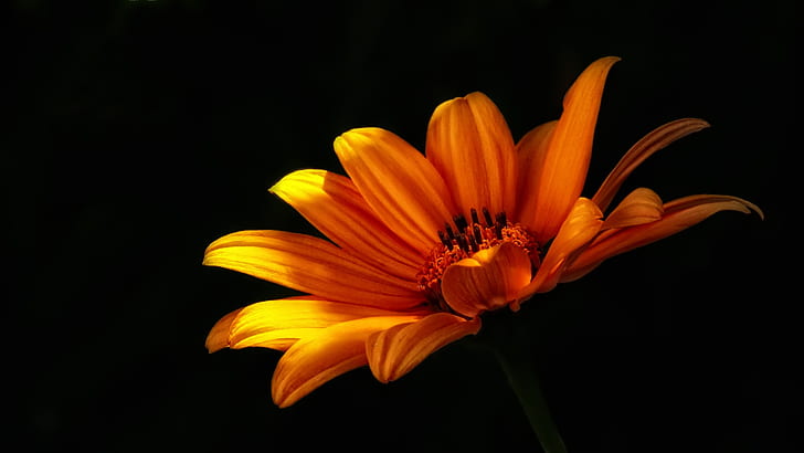 yellow daisy with black background