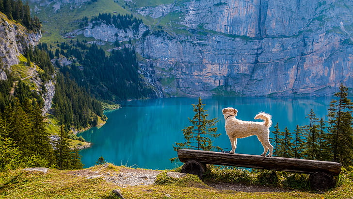 fawn dog standing on a wooden bench facing a calm lake at daytime