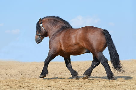 brown horse walking on sand