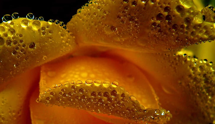 shallow focus photography of yellow flower petal with water droplets
