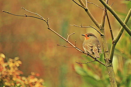 gray bird on tree branch